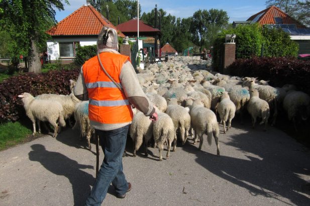 schapen Zaandam foto Tom Kisjes (9)